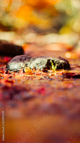 Autumn leaves in Japan,Kyoto
