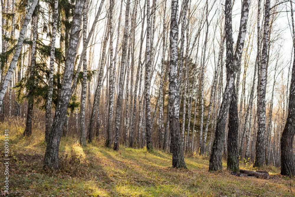 Fototapeta premium Birch grove without leaves in autumn day