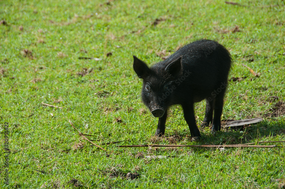 Small black pig on green grass