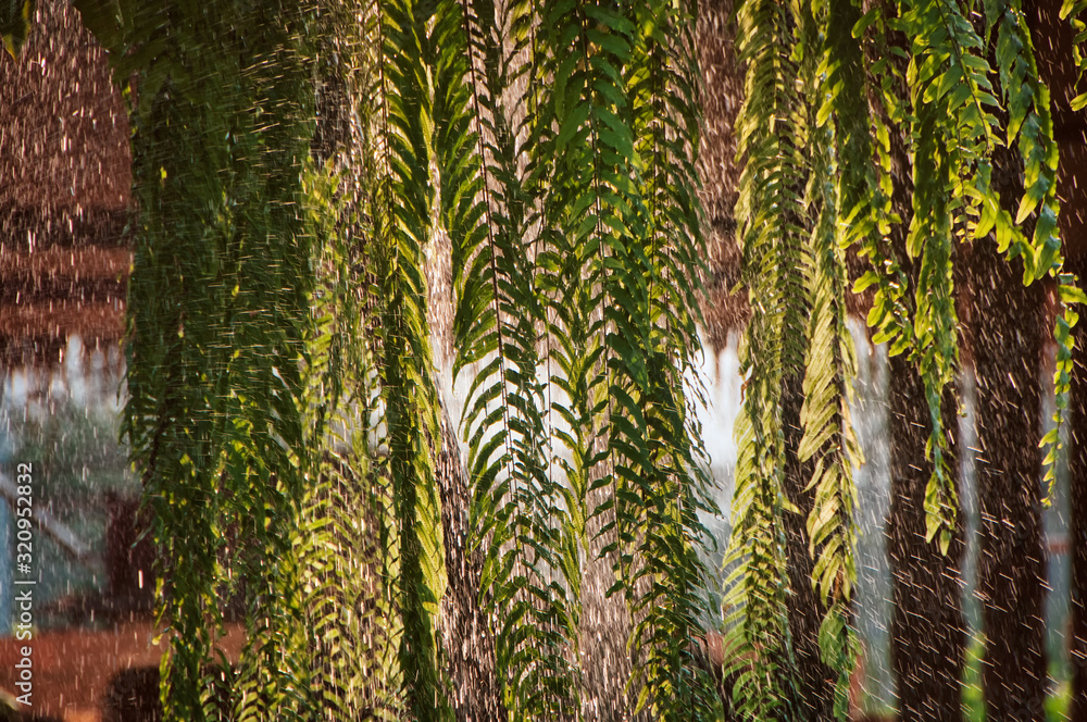 Fresh green fern leaves(Nephrolepis sp. cultivar) hanging on tree with raindrops. Fresh green fern leaves(Nephrolepis sp. cultivar) hanging on tree with raindrops.
