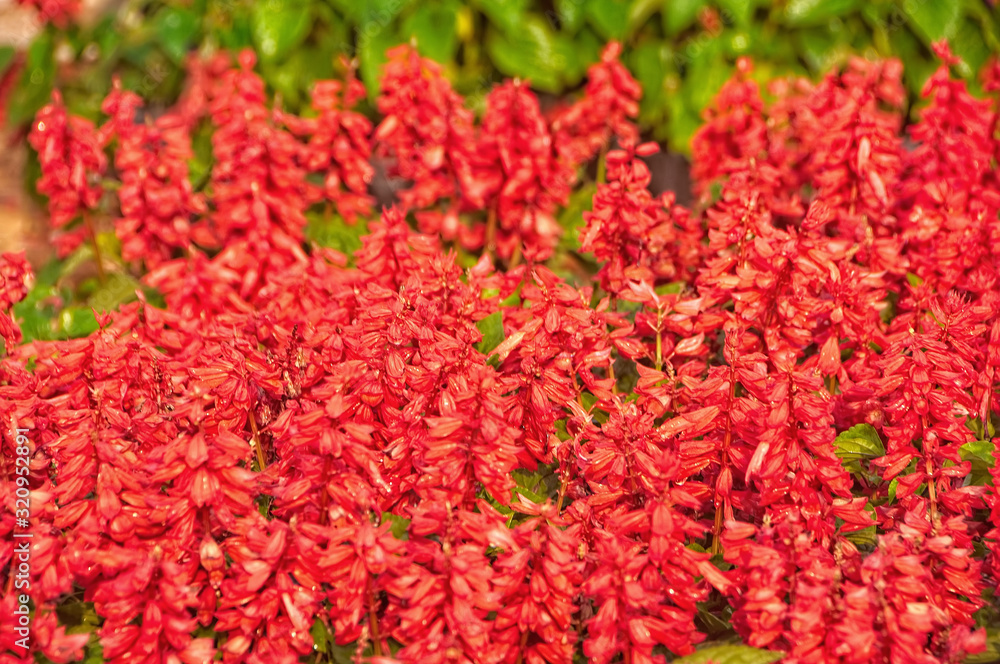 Red flowers Salvia splendens (Salvia sage, Salvia nemorosa) blooming in garden. Red flowers Salvia splendens (Salvia sage, Salvia nemorosa) blooming in garden.