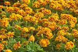 Blooming French Marigold flower in garden, Tagetes Patula, orange yellow bunch of flowers.