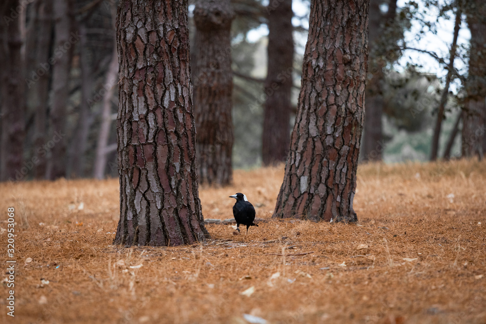 A black bird walking between trees.