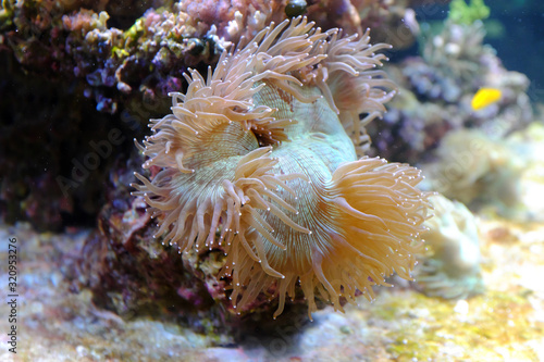 Bubble-tip anemone, (Entacmaea quadricolor) photo