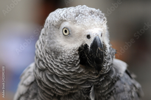 parrot rainbow  parrot  Birds  bird scream  parrot rainbow 