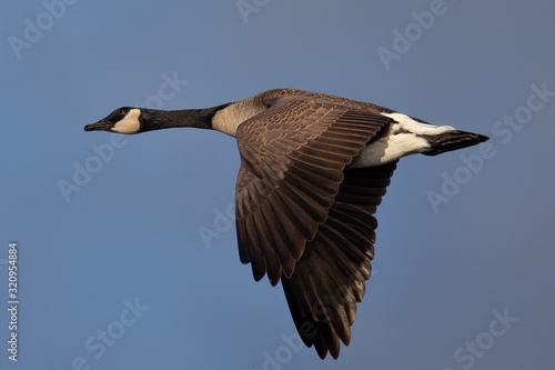 Canada goose flying seen in the wild near the San Francisco Bay