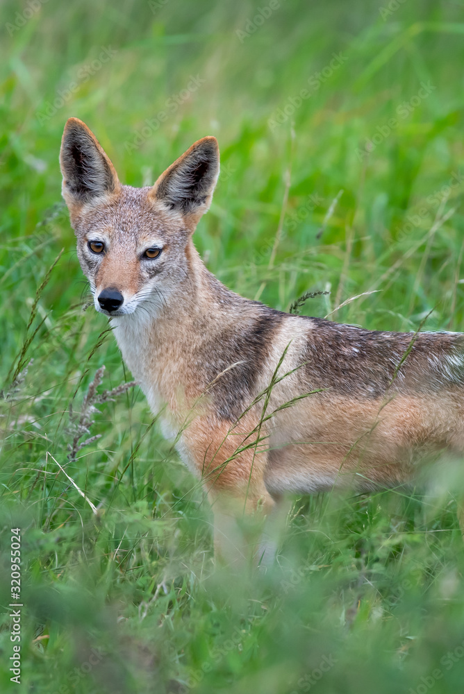 A black-backed jackal - Canis mesomelas - standis in the long green summer grass of the savannah in the Kruger National Park, South Africa