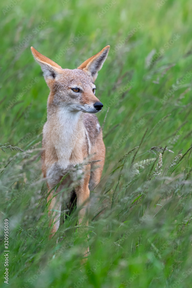 Obraz premium A black-backed jackal - Canis mesomelas - standis in the long green summer grass of the savannah in the Kruger National Park, South Africa