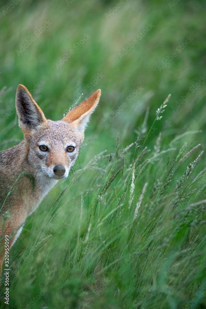 A black-backed jackal - Canis mesomelas - standis in the long green summer grass of the savannah in the Kruger National Park, South Africa A black-backed jackal - Canis mesomelas - standis in the long green summer grass of the savannah in the Kruger National Park, South Africa