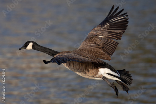 Canada goose flying seen in the wild near the San Francisco Bay