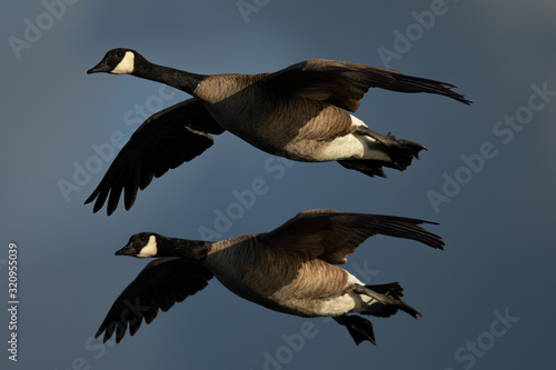 A couple of Canada geese flying together, seen in the wild near the San Francisco Bay