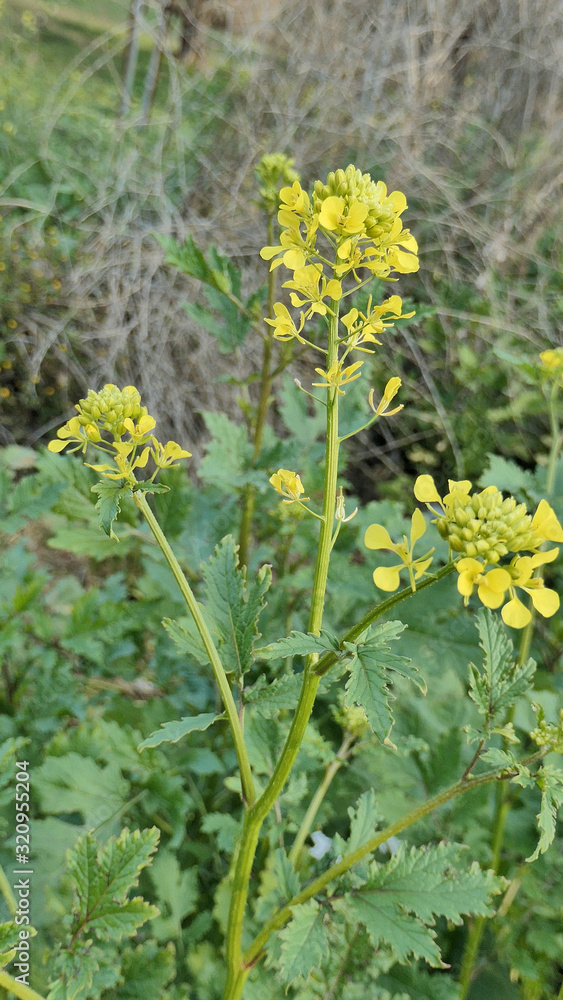 Wild mustard plant with flowers