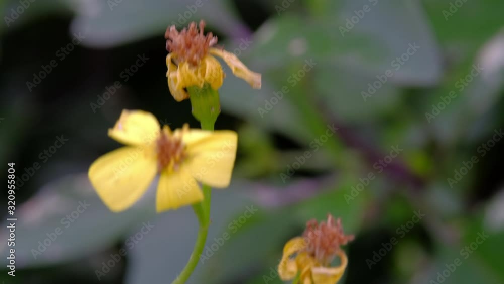 Zoom in on the flower Zoom in on the flower