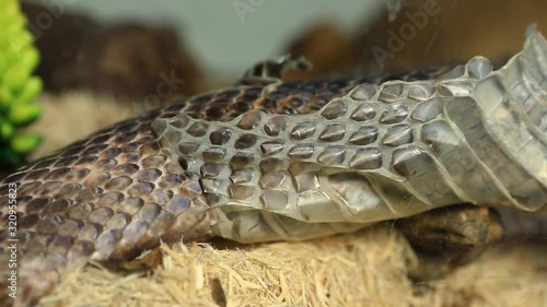 close up and selective focus shot of a rat snake slowly crawls. as it shedding its skin over wood shavings in pet serpent glass cage