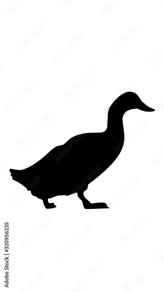 Obraz premium silhouette of duck