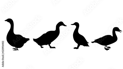silhouettes of birds on white background