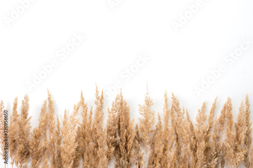 dried flower on a white background