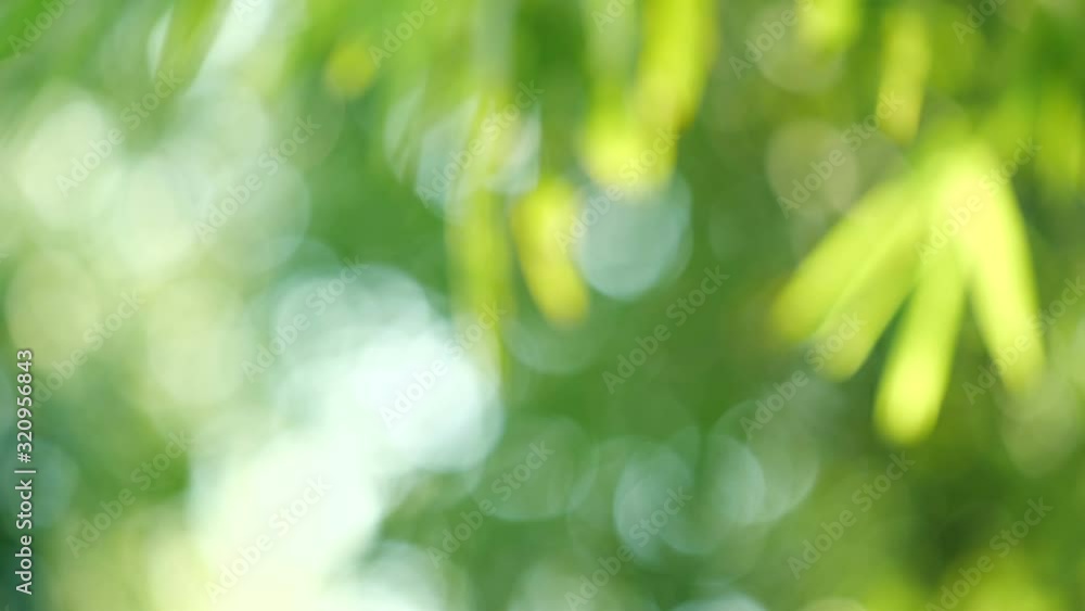 abstract nature fresh green leaf bokeh under the tree background , 4k Dci resolution