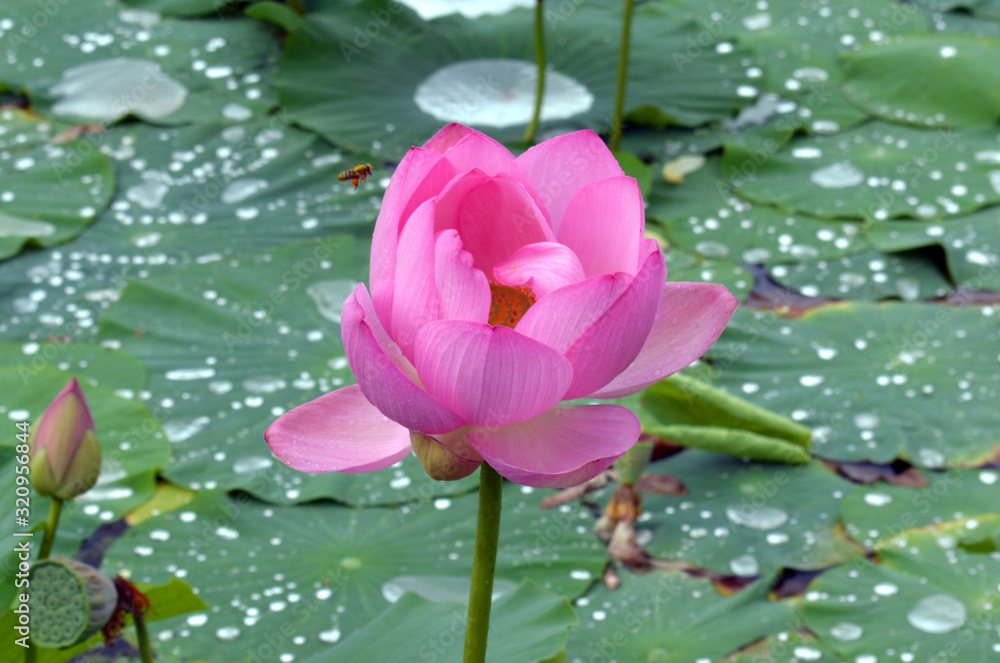 Lotus with bright pink petals on the background of the lotuses lake, green leaves and drops of water, Far East of Russia. Lotus with bright pink petals on the background of the lotuses lake, green leaves and drops of water, Far East of Russia.