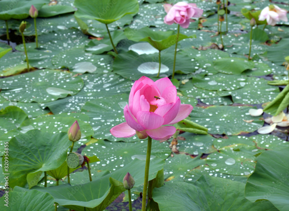 Far Eastern lotus Komarova with bright pink petals on the background of the lotuses lake, green leaves and drops of water. Far Eastern lotus Komarova with bright pink petals on the background of the lotuses lake, green leaves and drops of water.