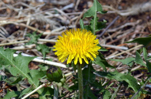 Wallpaper Mural Early spring dandelion on background of green leaves and dry grass Torontodigital.ca