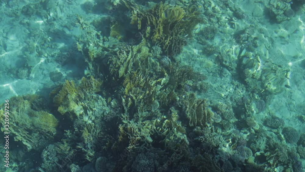 Coral Reef. Tropical reef marine Top view Coral Reef. Tropical reef marine Top view