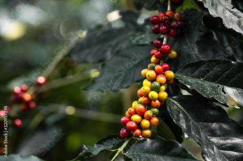 Fresh red coffee red cherry coffee bean in hands