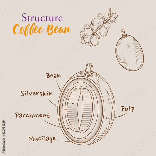 Hand Drawn outline coffee beans, the structure of coffee bean with vintage flat and engraved style, Isolated coffee bean.
