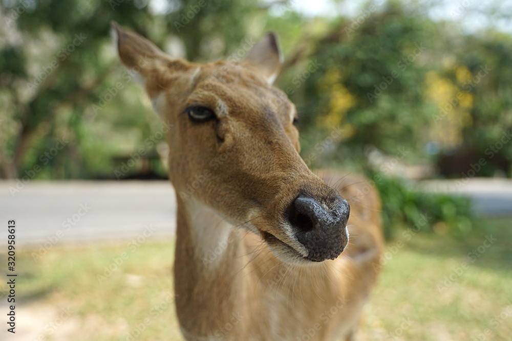 Sleepy face Chital deer focus on the black nose Sleepy face Chital deer focus on the black nose