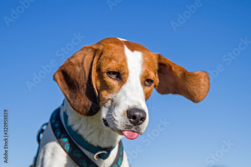 Beagleportrait mit wehenden Ohren photo