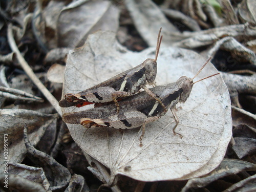 Grasshopper mating. Grasshoppers are insects of the suborder Caelifera in the order Orthoptera.  photo