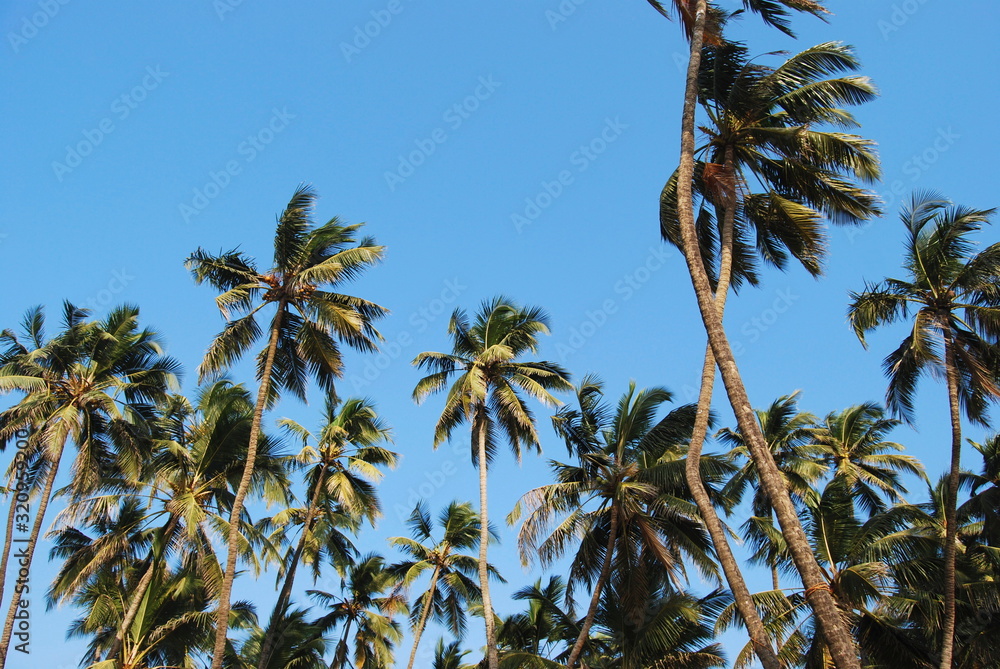 A view of Coconut trees near Murud Beach, Maharashtra, India A view of Coconut trees near Murud Beach, Maharashtra, India