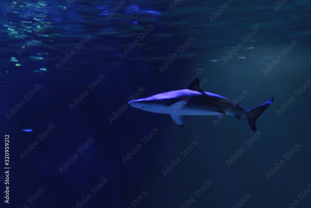 Fototapeta premium Tiburón desde abajo