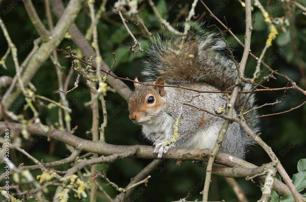 A cute Grey Squirrel, Scirius carolinensis, sitting in a Hawthorn tree looking around. A cute Grey Squirrel, Scirius carolinensis, sitting in a Hawthorn tree looking around.