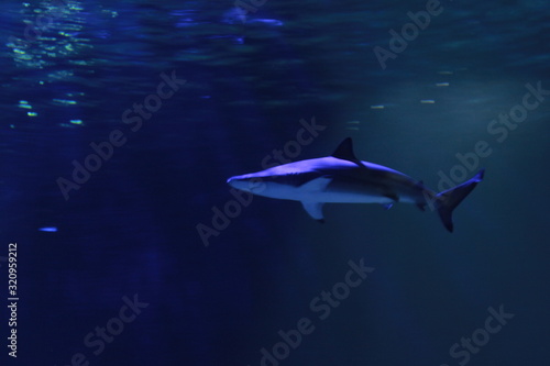 Tiburón desde abajo © Juan
