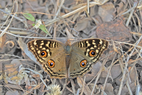 The Lemon Pansy Junonia lemonias is a common nymphalid butterfly.  photo