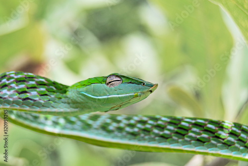 Vine snake, Ahaetulla nasuta at Agumbe. (Karnataka, India)