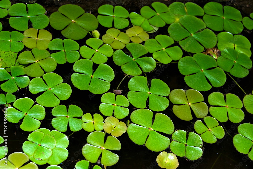Location: Saswad Description: Some water floating plant in temporary ditches that usually formed during monsoon rains in dryer part of Pune city. Location: Saswad Description: Some water floating plant in temporary ditches that usually formed during monsoon rains in dryer part of Pune city.
