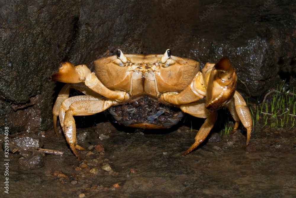 Name: Female Crab with young ones Location: Pune. Description: Female crab always carry their young in their pouch during monsoon season. Name: Female Crab with young ones Location: Pune. Description: Female crab always carry their young in their pouch during monsoon season.