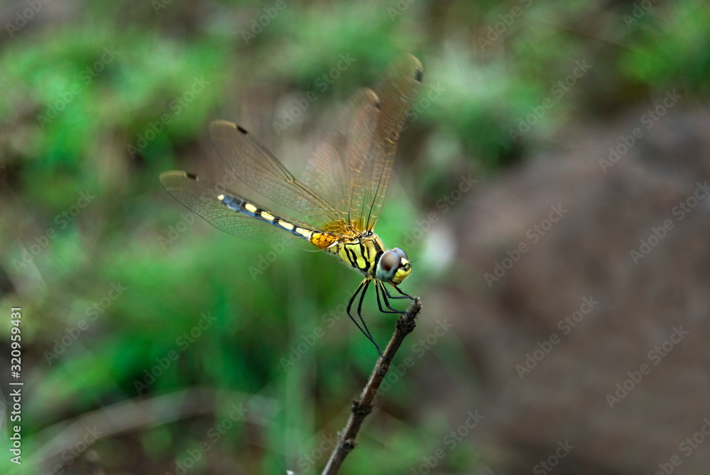 Name :Long legged marsh glider. Scientific Name: Trithemis pallidinervis Location: Pune. 