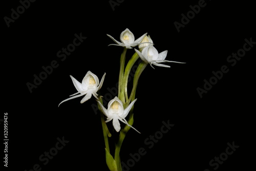 Name : Chikarkanda Scientific Name: Habenaria grandifloriformis Location: Sinhagad, Pune Description: One of the common ground orchid on hill slopes of Sahyadri region during monsoon season.