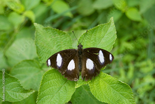 Fotografie Name :Danaid eggfly Scientific Name: Hypolimnas misippus Location: Pune