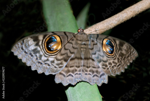 Name : Owl moth Location: Mulashi Pune Description: Common moth in and around pune area, has distinct big eye like spots on back of the wings. Generally found during night.