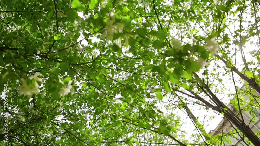 Green apple trees bloom in summer Green apple trees bloom in summer