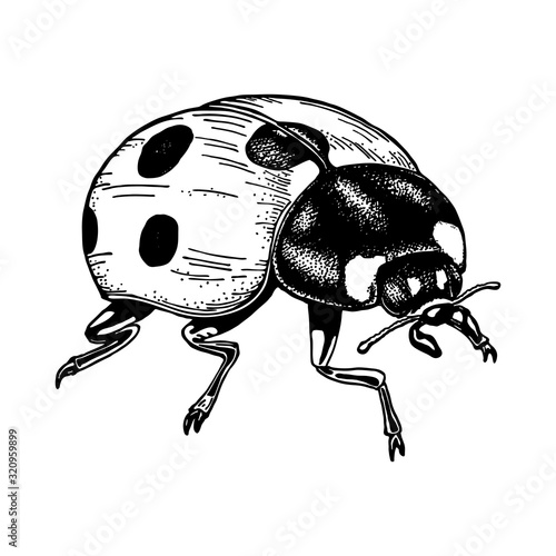 Ladybug hand drawn vector illustration. Isolated on white background black ink outline. Cute insect. Element for design.