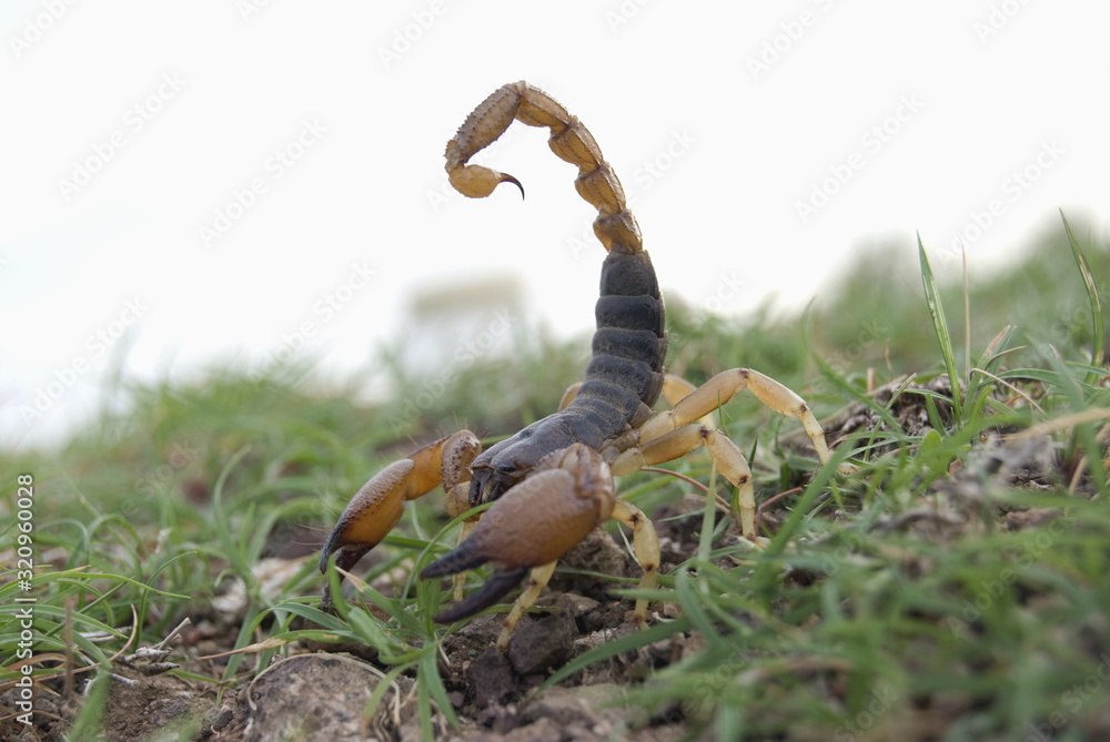 Indian scorpion (Hottentotta tamulus) Stock Photo | Adobe Stock