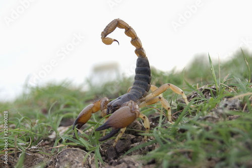 Indian red scorpion (Hottentotta tamulus) photo