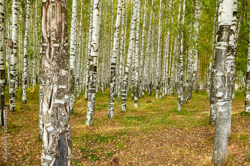 Obraz premium Grove of Birch Trees on Autumn Nature Day View. Outdoor Image of Tree Trunks in Local City Park without People. Forest Park Scenic Landscape