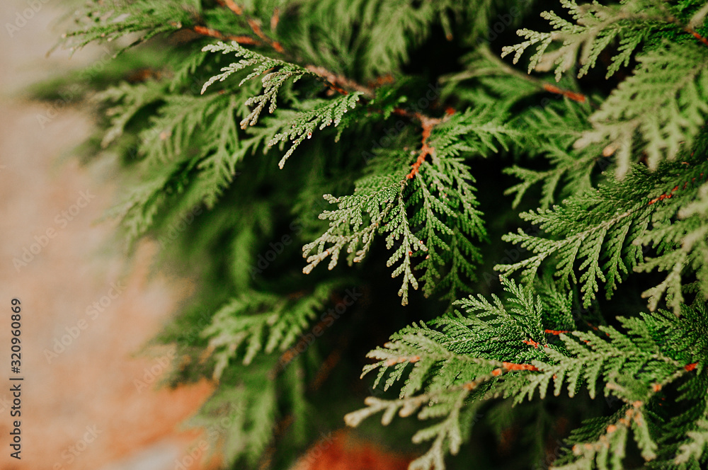 green soft needles on the tree branch green soft needles on the tree branch