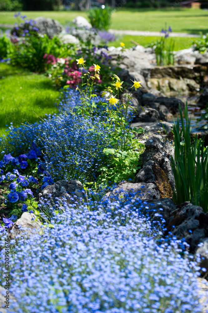 Obraz premium Landscape design of flowerbeds in the garden. Forget-me-not catchments.